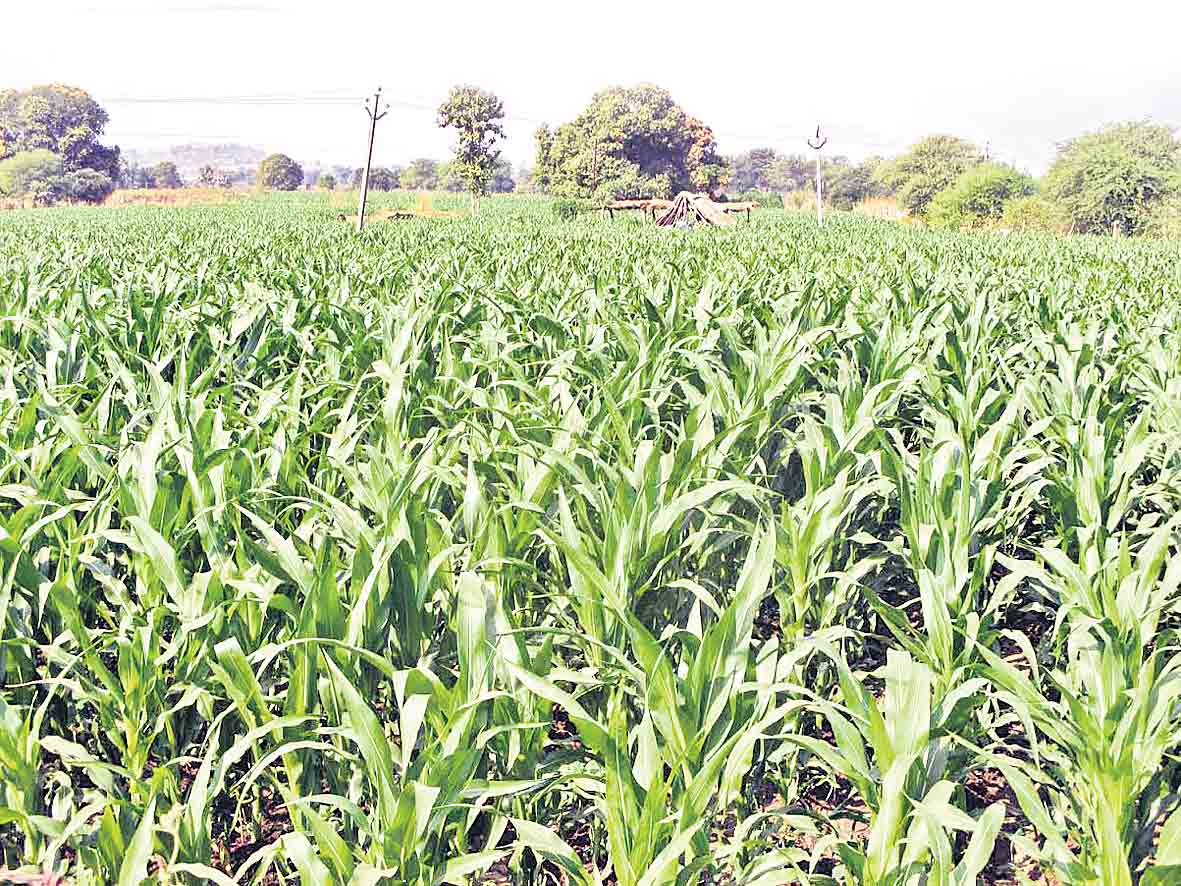 పక్కాగా సాగు సర్వే