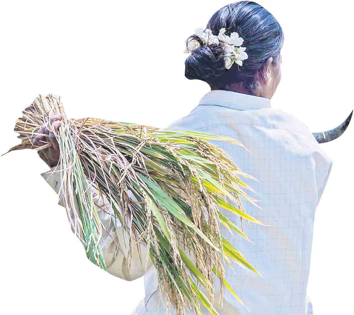 ధర్మపురీ.. కనబడదా వరి?