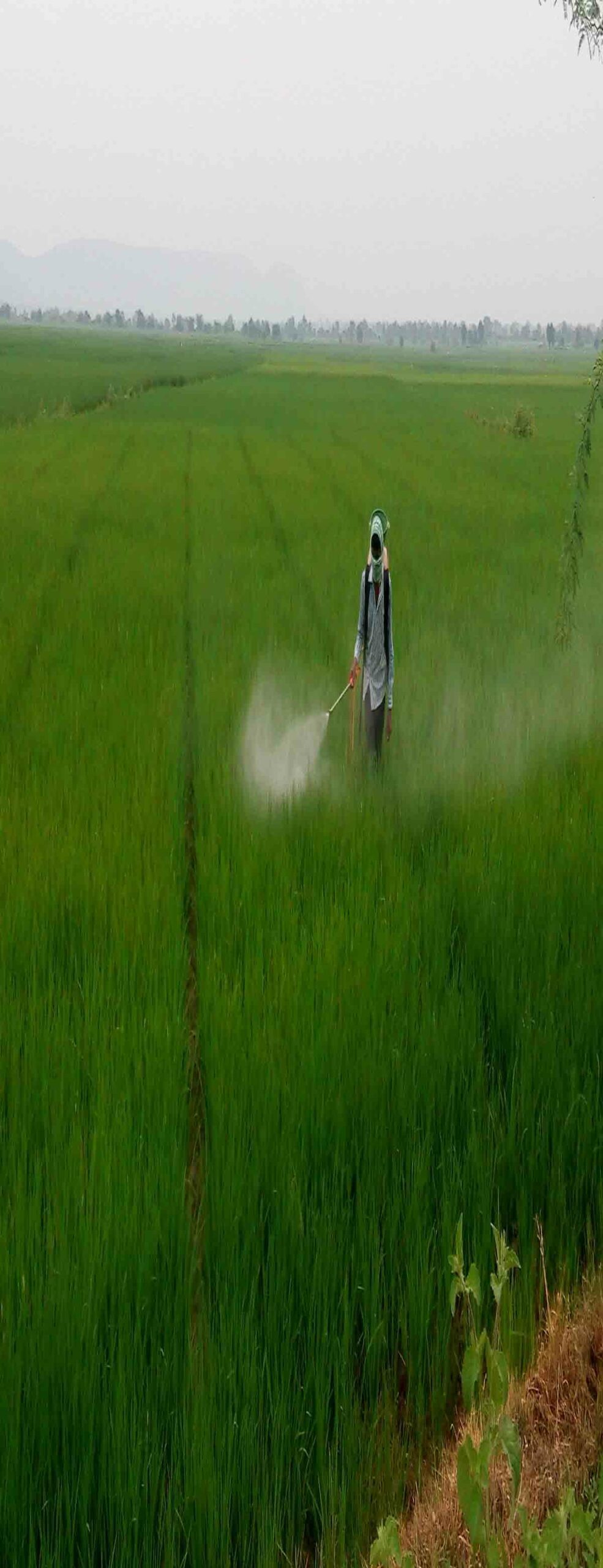 క్రిమిసంహారకం.. అధికమైతే అనర్థమే..