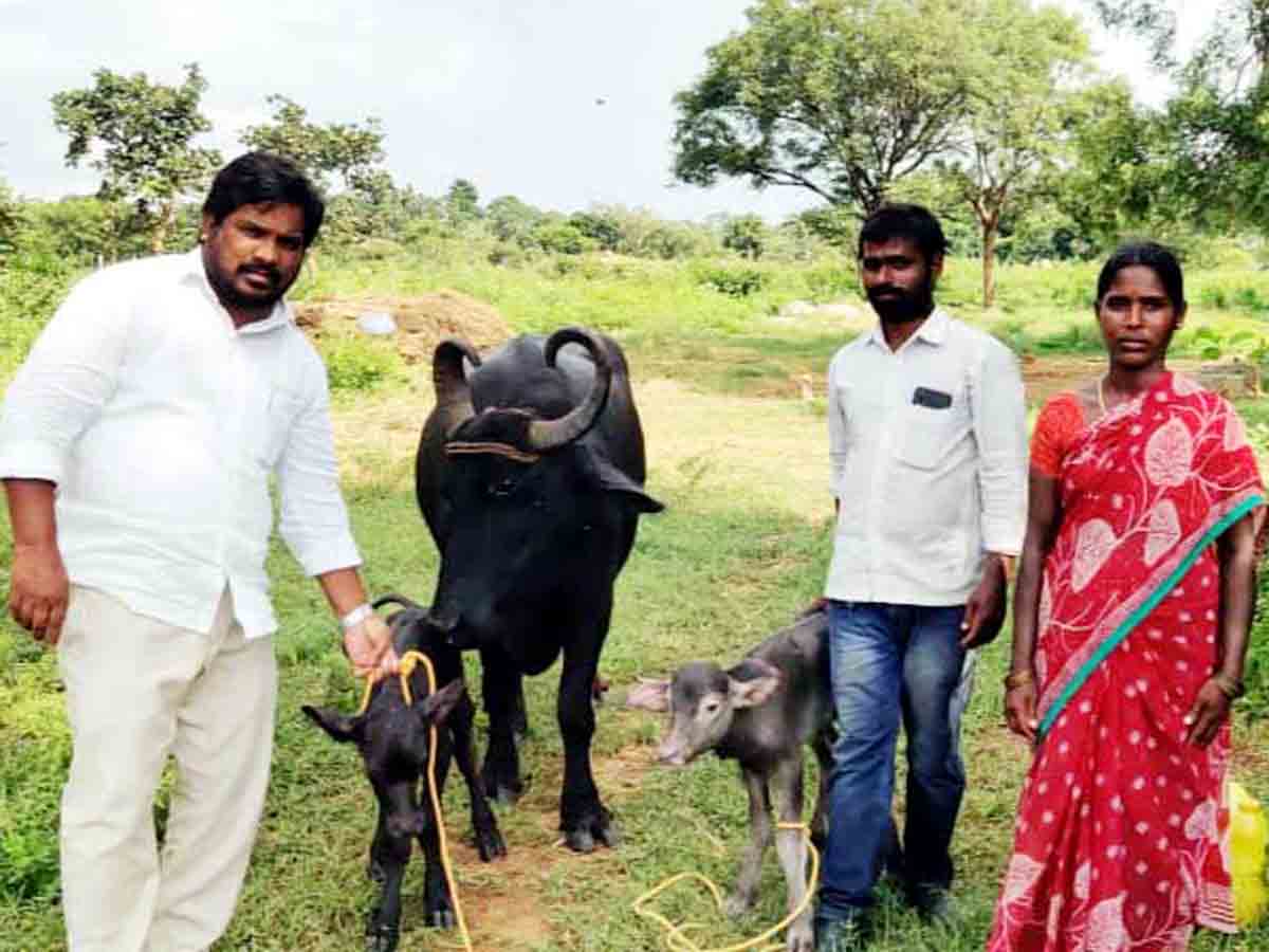 Rangareddy : రెండు దూడలకు జన్మనిచ్చిన పాడి గేదె