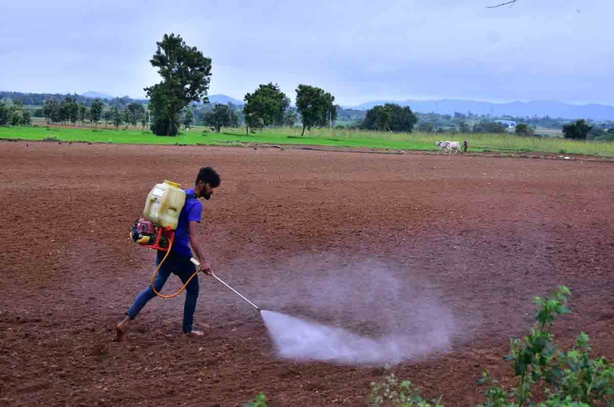 పప్పు పంటలకే ప్రాధాన్యం!