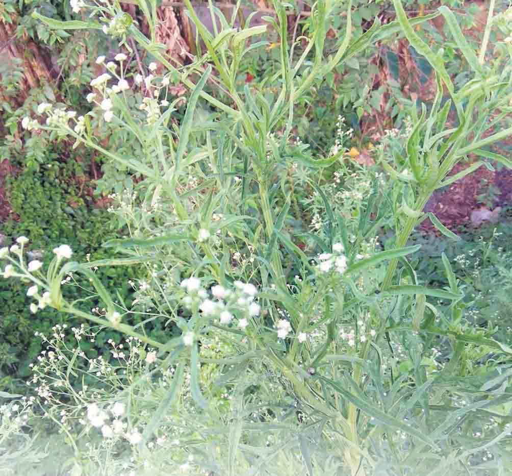 వయ్యారి భామ.. వదలగొడదామా..