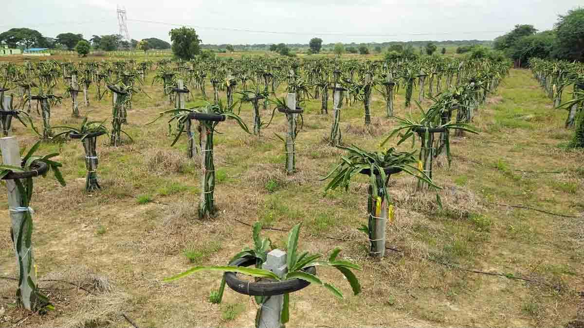 ఎడారి పండు.. లాభాలు మెండు