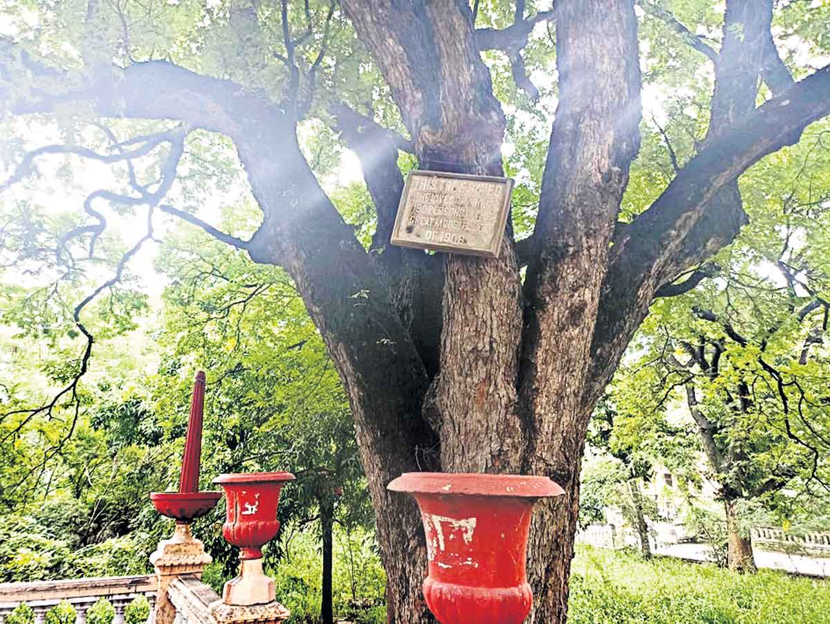 150 మందిని కాపాడింది.. ఈ చింతచెట్టే..