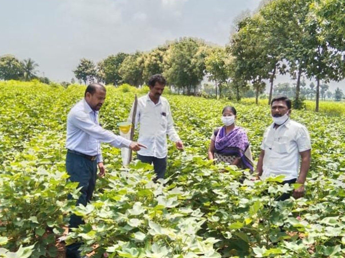 నల్లగొండ: అధిక వర్షాలతో పత్తి, వరి పంటలకు నష్టం.. తగిన జాగ్రత్తలు తీసుకోవాలి