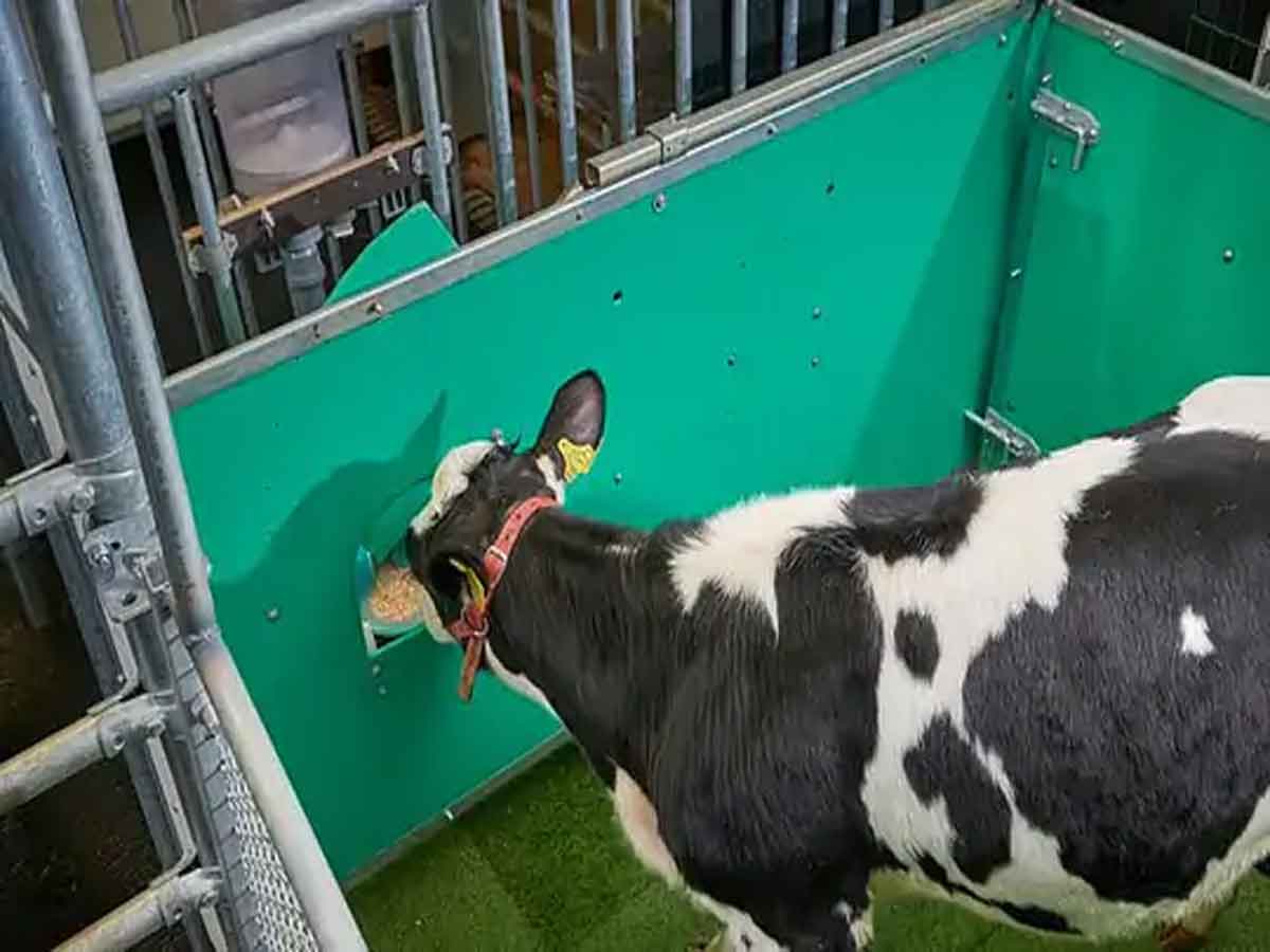 Cows toilet : మనుషుల మాదిరిగా టాయిలెట్‌ వాడుతున్న ఆవులు