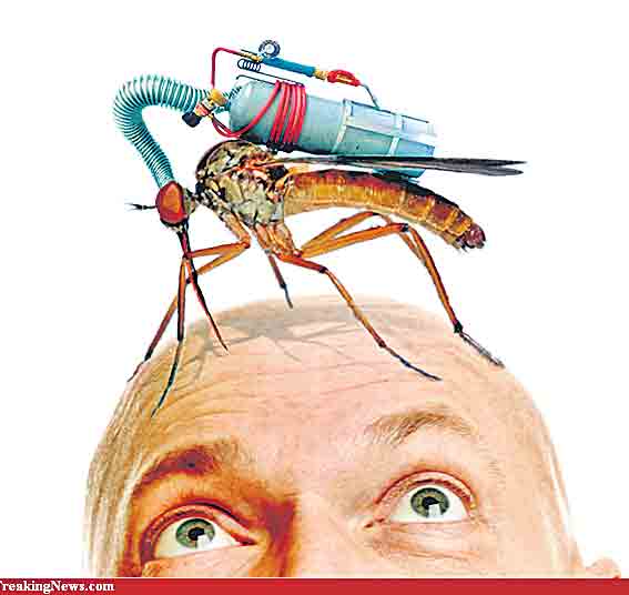 డెంగీ దోమ.. యమ డేంజర్‌!