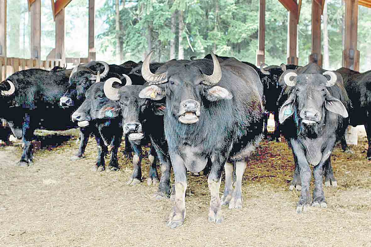 పశువుల పోషణలో జాగ్రత్త..