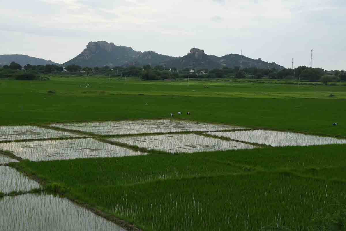 పంట మార్పిడితోనే రైతులకు మేలు