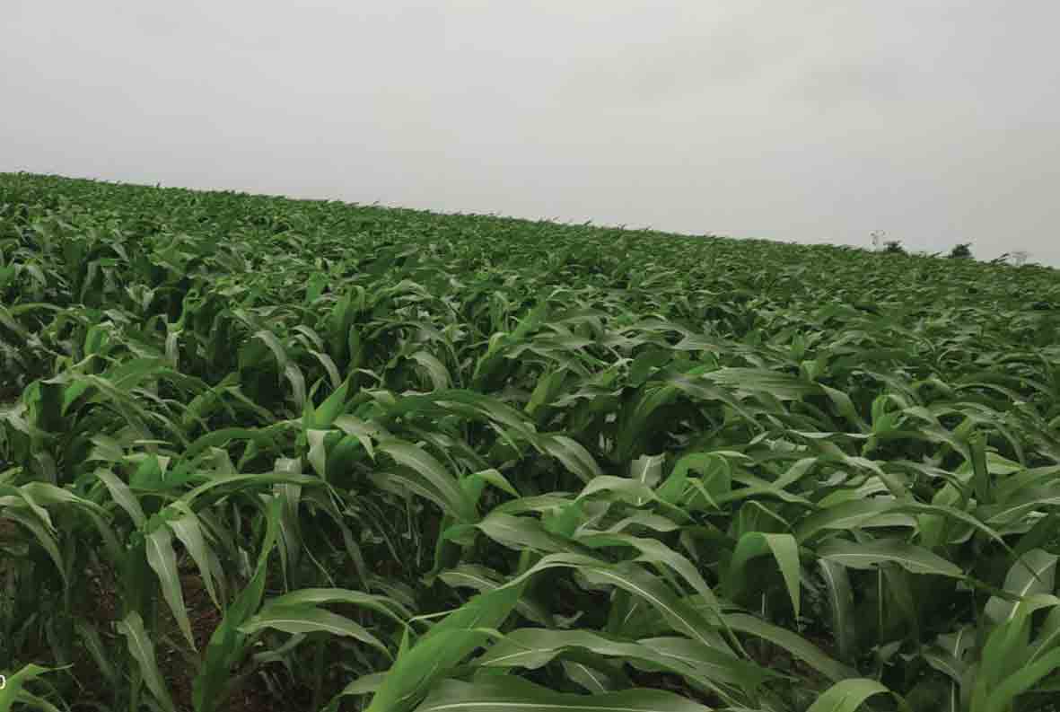 మక్కజొన్న వైపు రైతుల చూపు