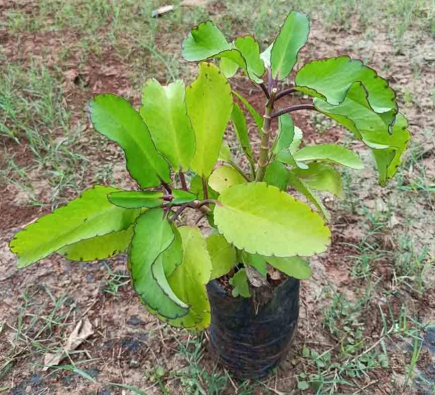 ఔషధ నర్సరీలతో ఆరోగ్యం.. ఆదాయం