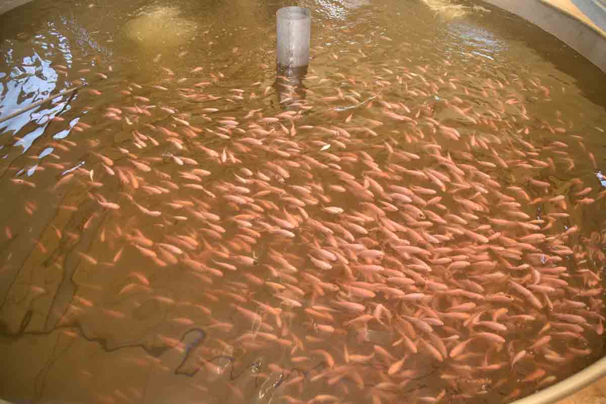 మత్స్య సంబురం