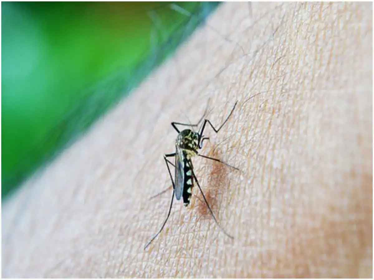 Dengue D2 Variant : విజృంభిస్తున్న డెంగ్యూ డీ2 వేరియింట్‌.. అరికట్టండిలా!