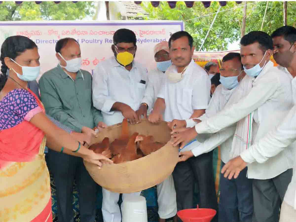 పెరటి కోళ్ల పెంపకంతో ఆర్థిక అభివృద్ధి సాధ్యం