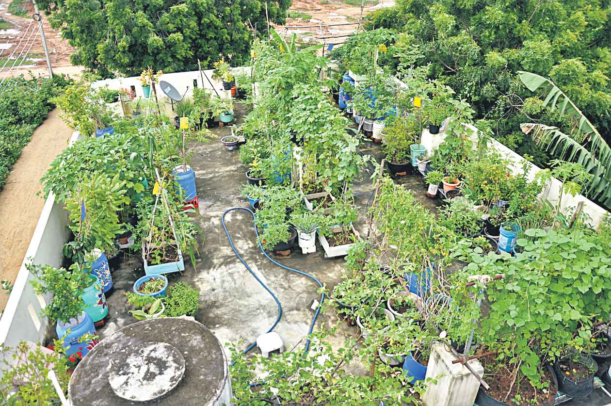 సూర్యాపేట.. ఇంటింటా తోట