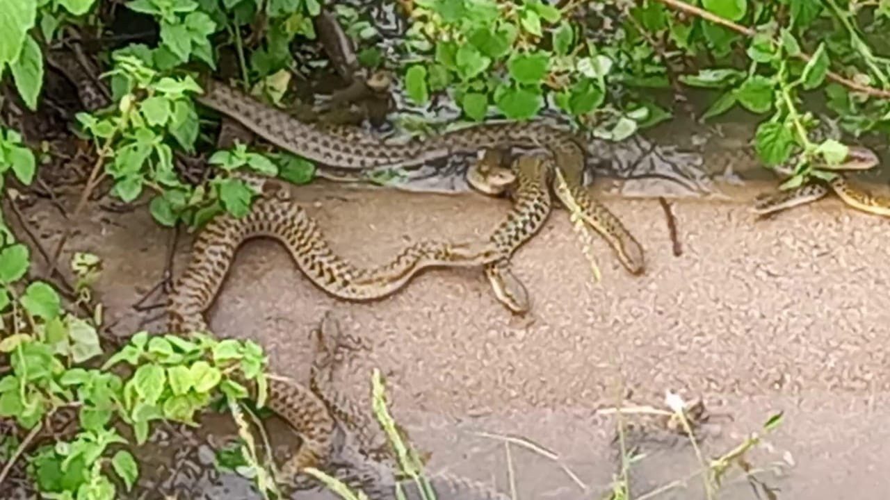 పాములు బాబోయ్‌ పాములు