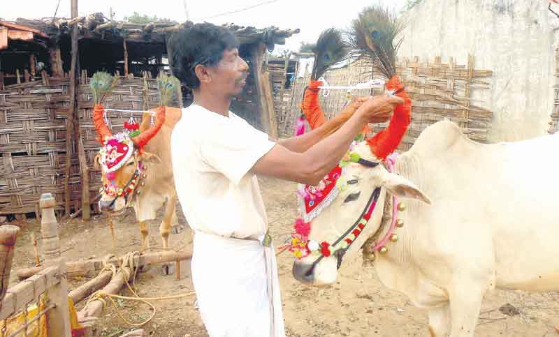 పల్లెకు పండుగొచ్చే..అన్నదాతకు ఆనందమొచ్చే