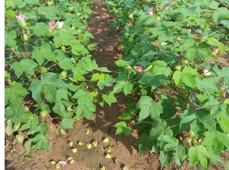 పత్తి పంటపై వర్ష ప్రభావం