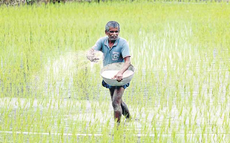 ఎరువులు ఫుల్‌