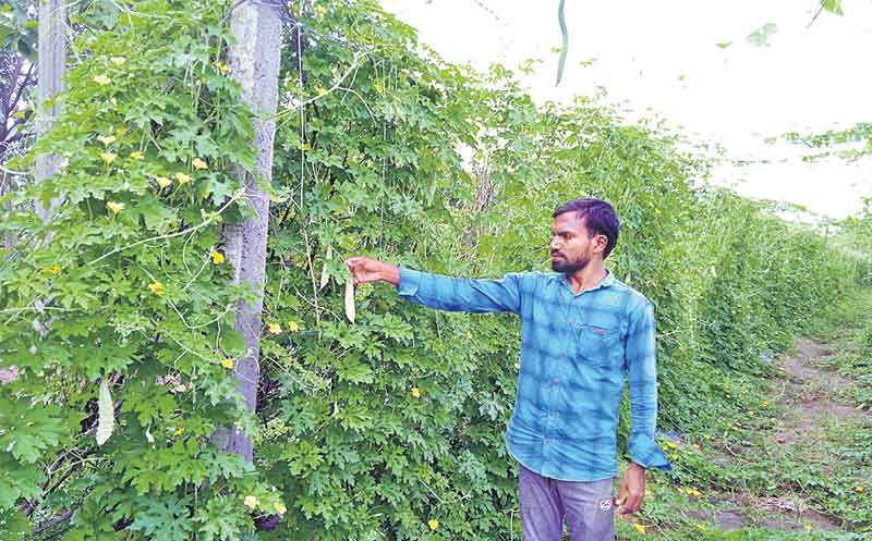 పందిరి సాగు.. లాభాలు బాగు..