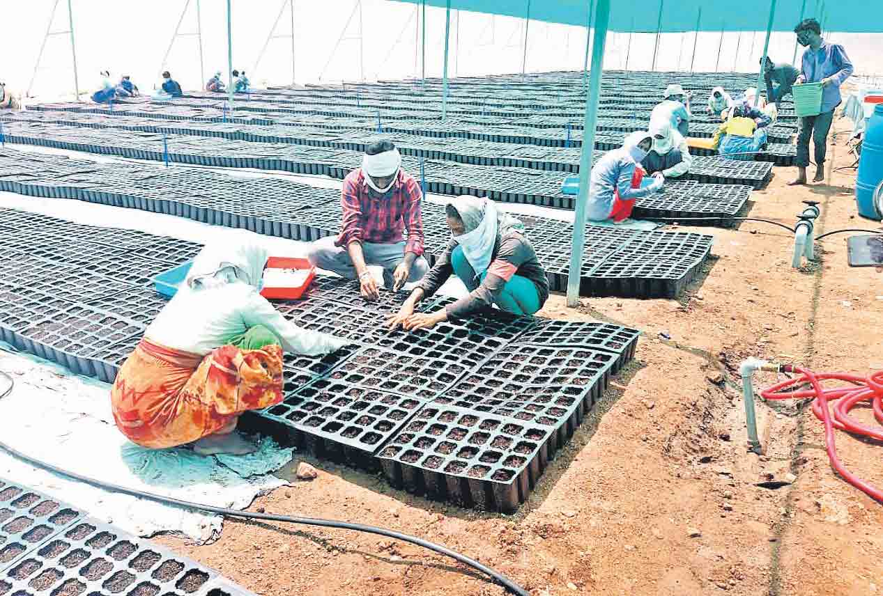 ఆయిల్‌ పామ్‌.. ఆదాయం మస్త్‌..