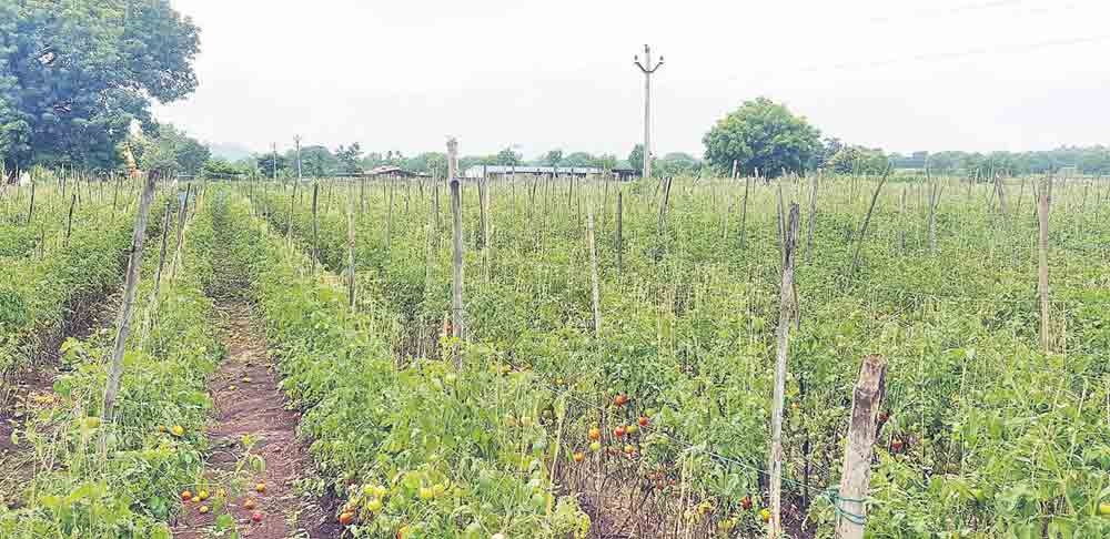 ఆదాయంలో స్టేకింగ్‌