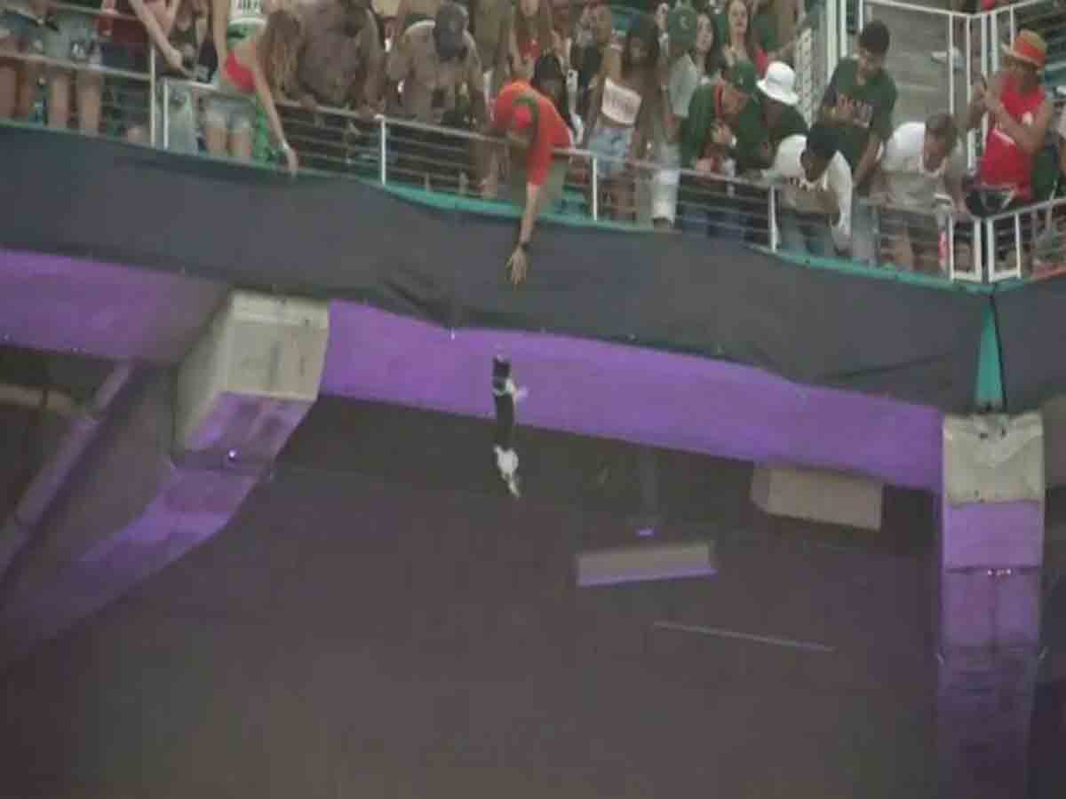 Viral Video: పిల్లిని కాపాడిన అమెరికా జెండా.. ఎలాగంటే?