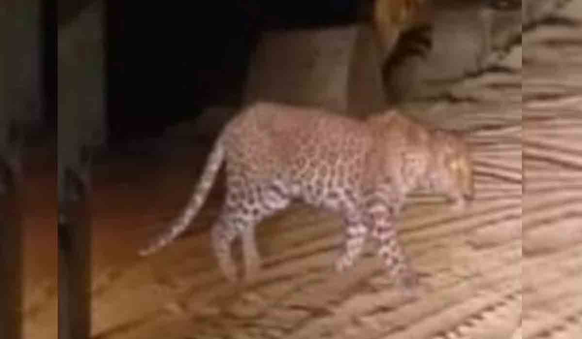 నిజామాబాద్‌లో చిరుత పులి కలకలం