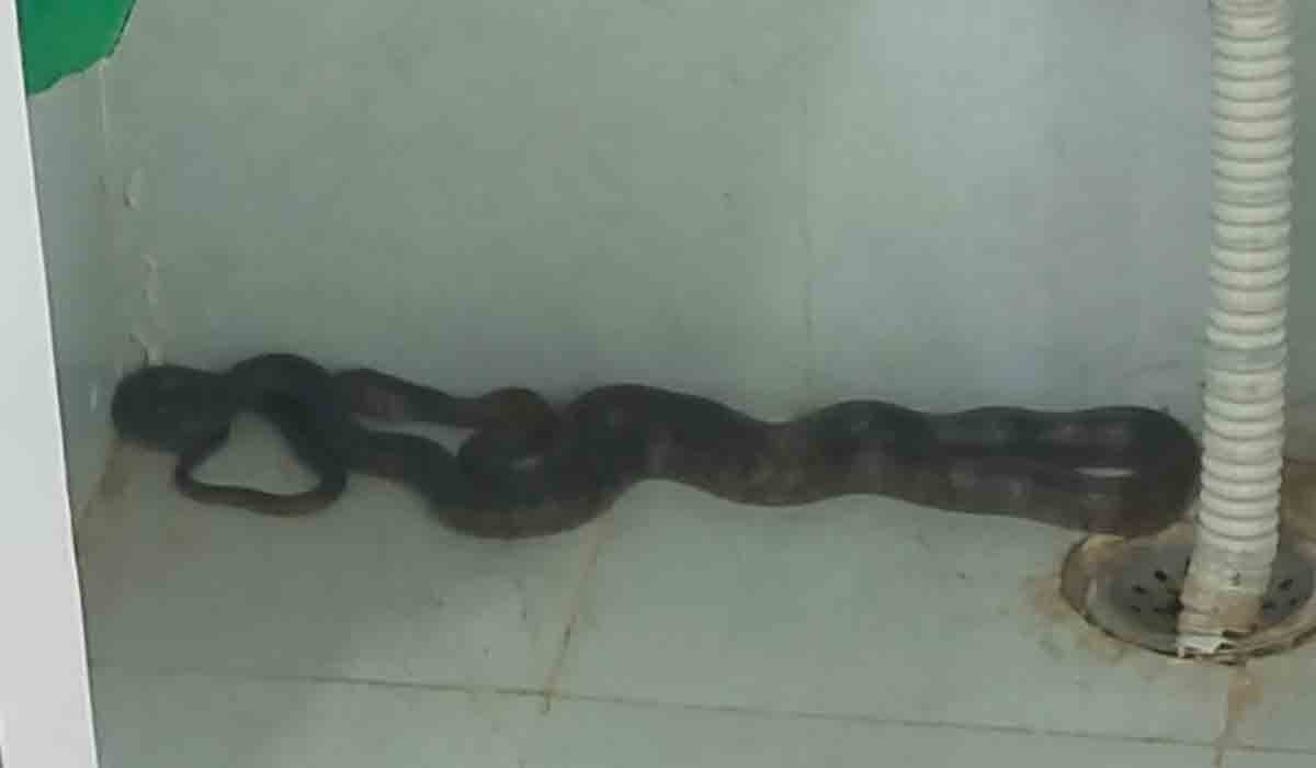 ఆదిలాబాద్ జిల్లా.. పీహెచ్‌సీలో న‌ల్ల నాగు క‌ల‌క‌లం