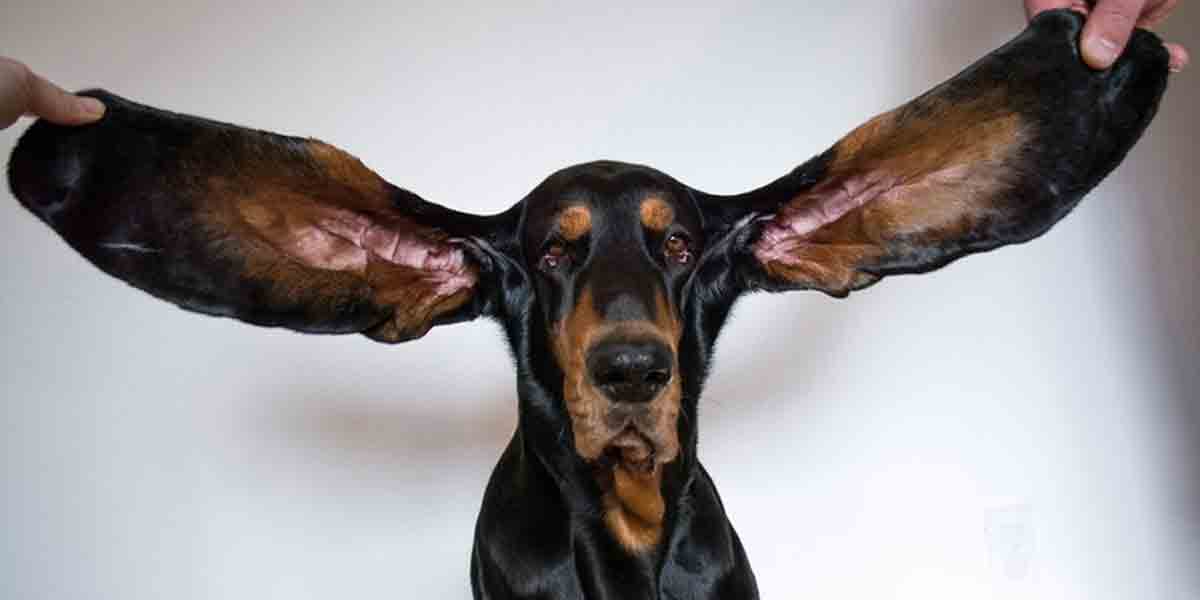 ఈ శున‌కం చెవులు చాలా పొడ‌వు.. గిన్నిస్ బుక్ ఆఫ్ వ‌ర‌ల్డ్ రికార్డ్స్‌లో చోటు..!