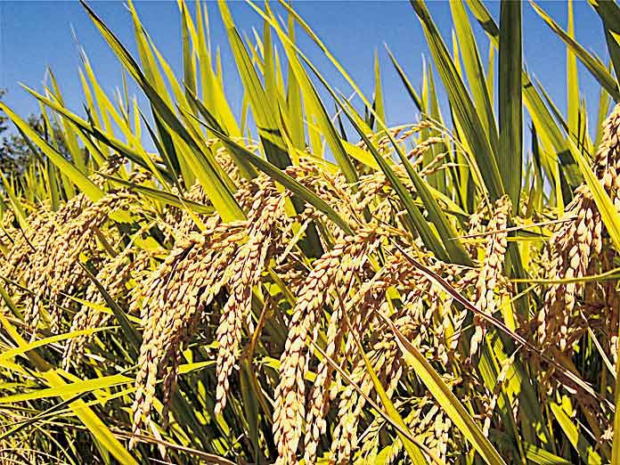 సన్నాలు మాత్రమే కొనుగోలు చేస్తాం.. తేల్చిచెప్పిన ఎఫ్‌సీఐ