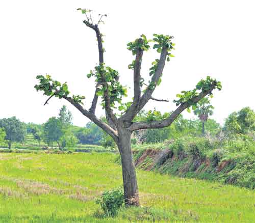 రుతువులు