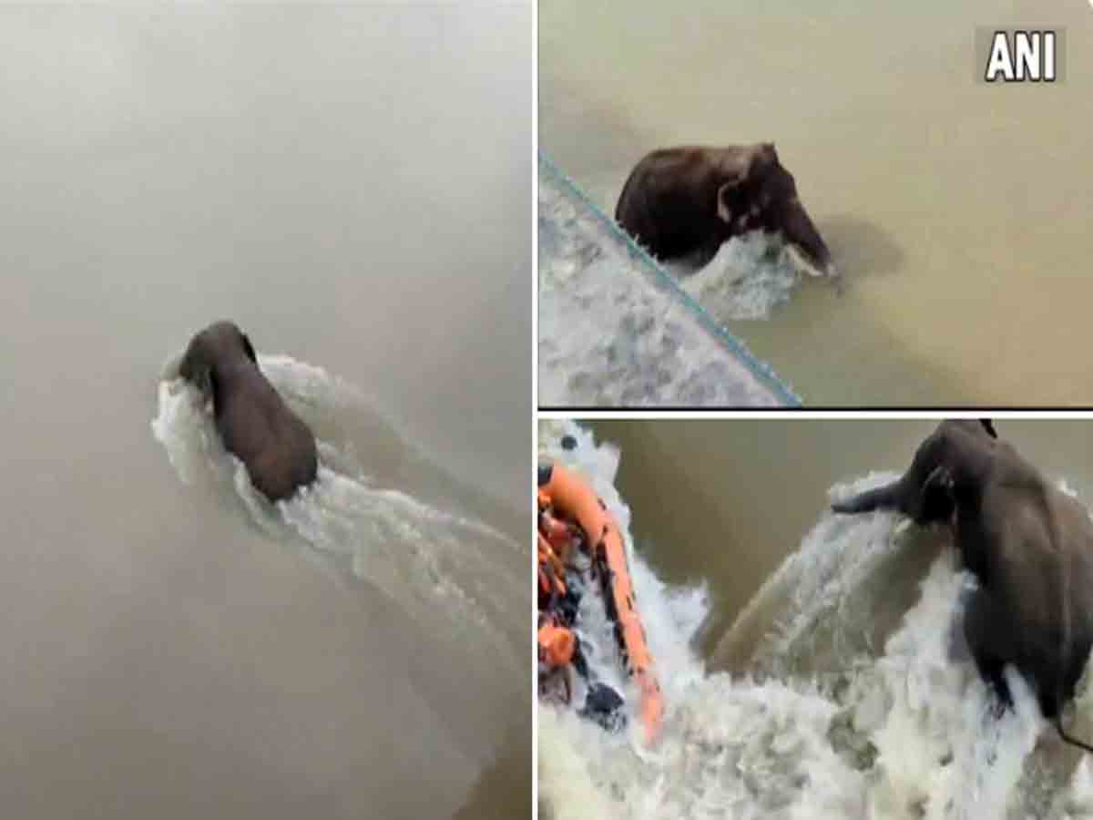 నదిలోని ఏనుగును కాపాడబోయి బోటు బోల్తా.. టీవీ జర్నలిస్ట్ మృతి