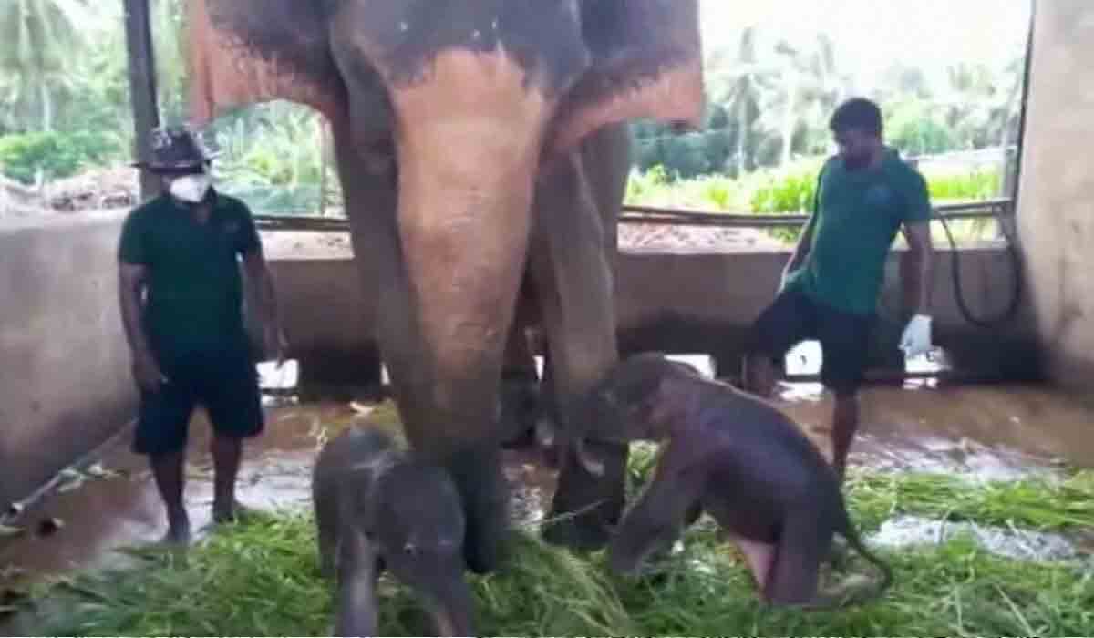 క‌వ‌ల‌ల‌కు జ‌న్మ‌నిచ్చిన ఏనుగు.. 80 ఏండ్ల‌లో ఇదే తొలిసారి