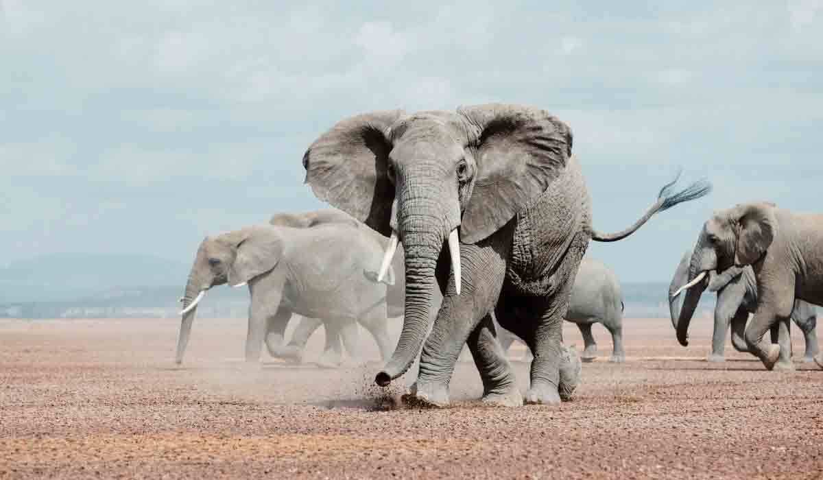 బీజేపీ నాయ‌కుడిని తొక్కి చంపిన ఏనుగులు