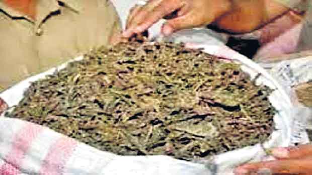 ‘ఇన్‌స్టా’ంట్‌ గంజాయి..!!