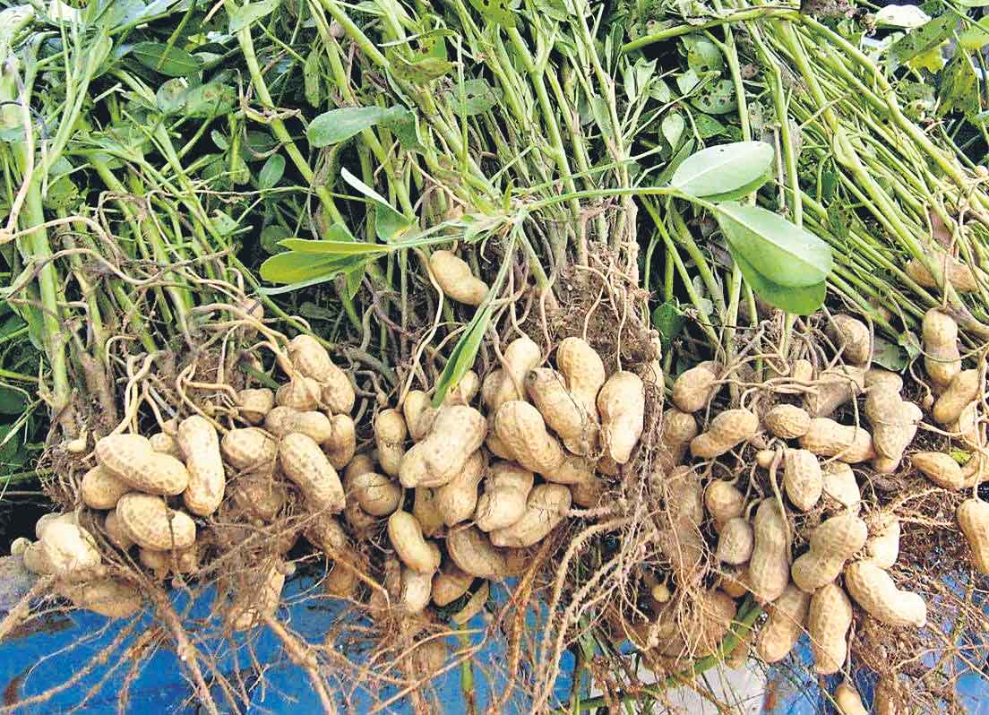యాసంగిలో పల్లీపై దృష్టి
