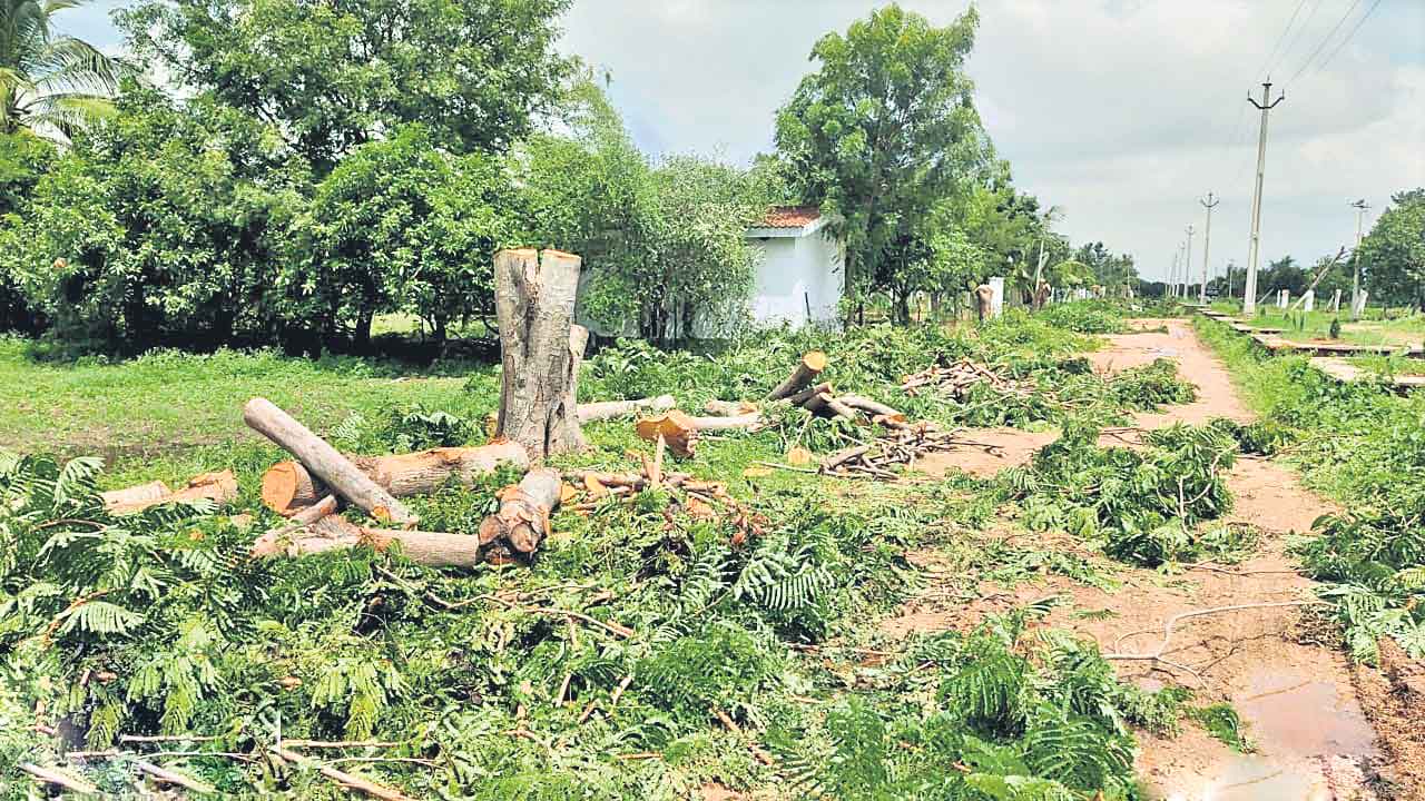 చెట్లు నరికారని 4 లక్షలు జరిమానా