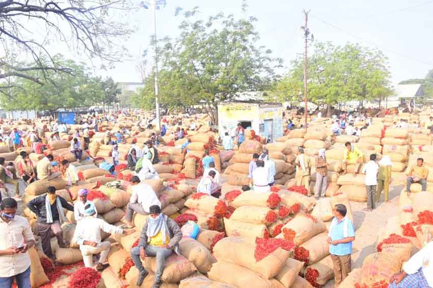 ‘ఎర్ర బంగారం’ ధర పలికేనా.. ?