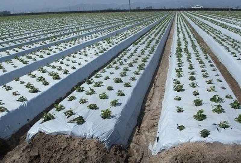 మల్చింగ్‌ అదిరెన్