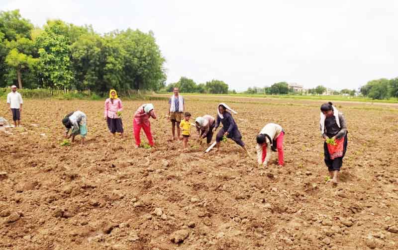 ‘కోతలు’ నిల్‌ సాగు పుల్