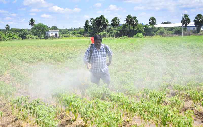 సస్యరక్షణే పంటలకు ప్రాణం