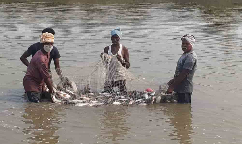 ఏటా కోటికి పైగా చేప పిల్లలు