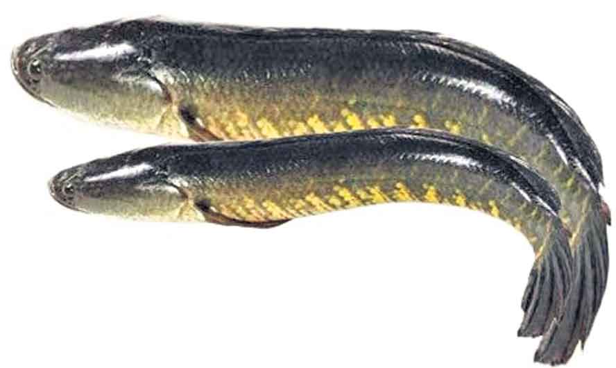 కోట్లు కురిపిస్తున్న కొర్రమీను