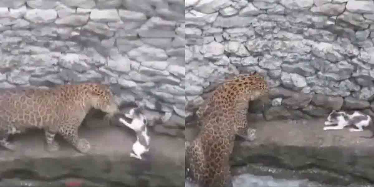 Viral Video: చిరుత‌ నుంచి త‌ప్పించుకోబోయి పిల్లి, పిల్లిని వేటాడ‌బోయి చిరుత‌.. చివ‌రికి ఏం జ‌రిగిందంటే..!