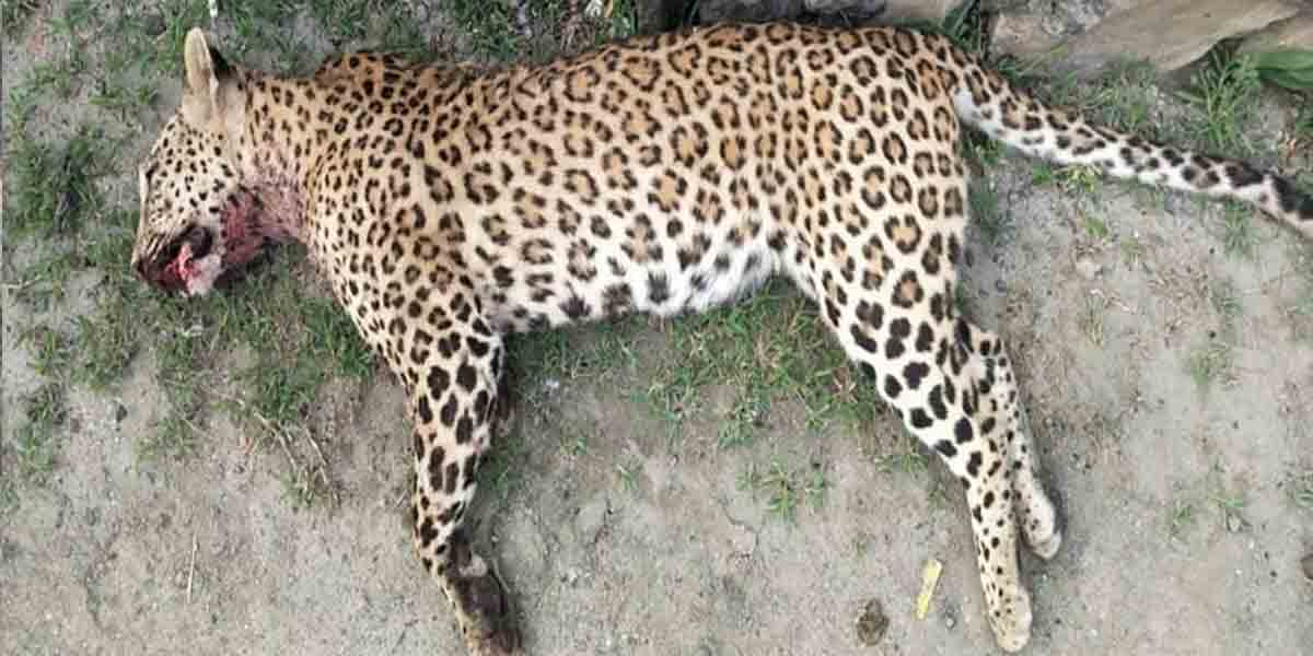 మేక‌ల మంద‌పై చిరుత‌దాడి.. కొడ‌వ‌లితో న‌రికి చంపిన కాప‌రి..!