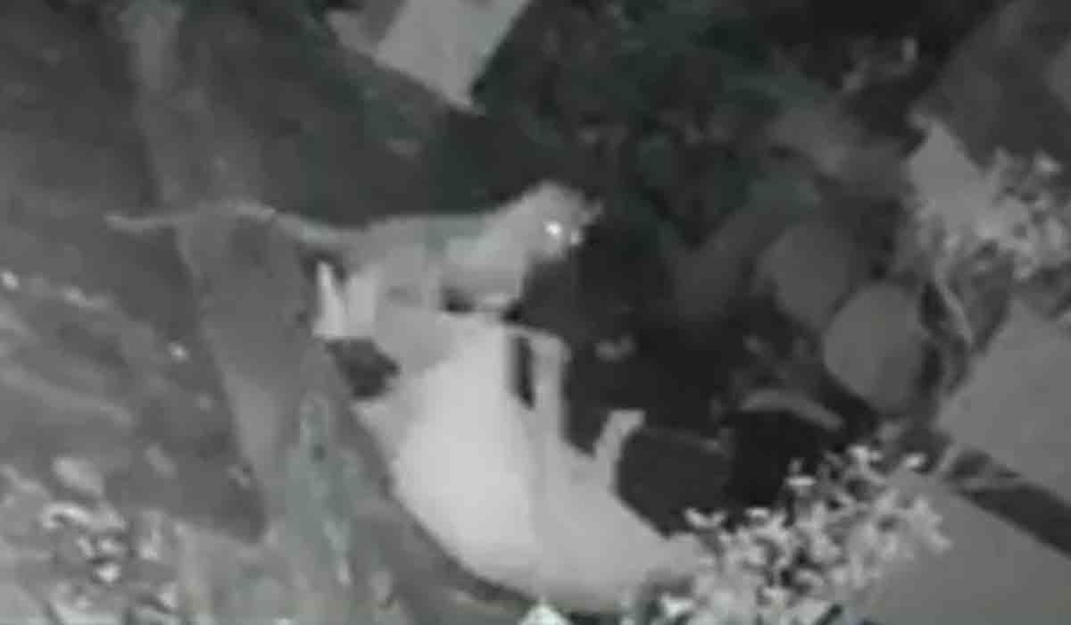 Viral Video | దాడికి య‌త్నించిన చిరుత‌తో వృద్ధురాలి ఫైట్‌..