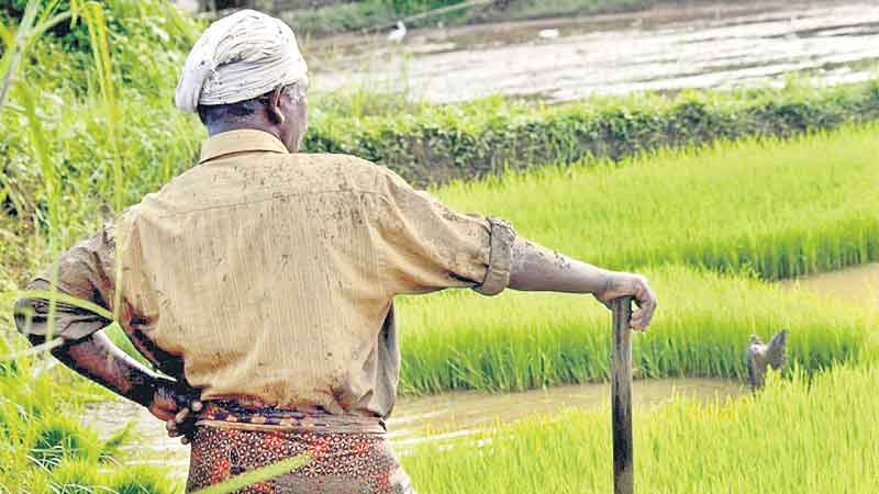 వడ్లు కొనం