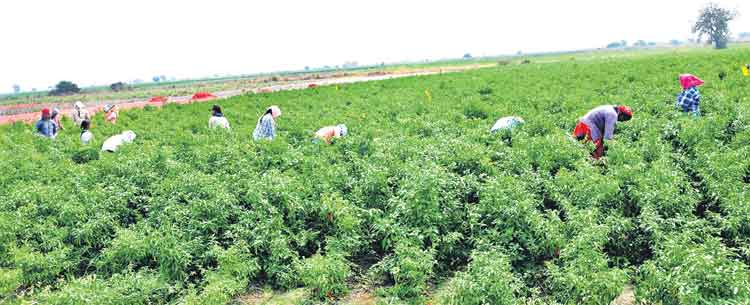మిర్చి @ 3.52 లక్షల ఎకరాలు