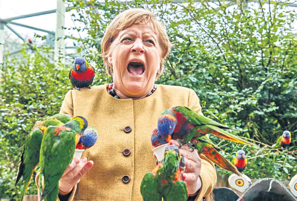 చిలుకలతో మెర్కల్‌